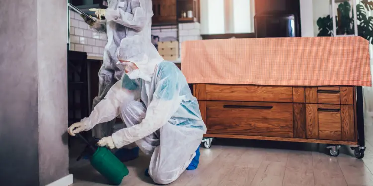 Pet Supplies: Flea and Tick, Heartwormer Treatment at Low Price ...