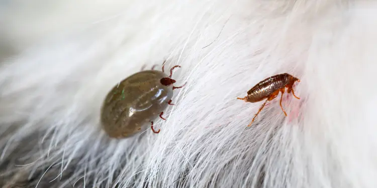 Ultimate Flea Treatment Combat Fleas and Ticks Now