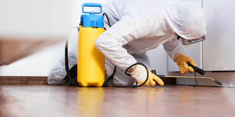 Flea Control Melbourne is Your Gotoguy The Pest Expert Professional Advice and Solutions for Pests Pest Control for Houses