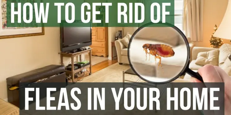 advocate flea control, flea control for carpets