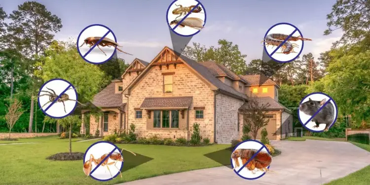 Pest Expert Enhances Pest Control for House Why Choose The Pest Expert Effective Pest Control Services Pest Control for Houses