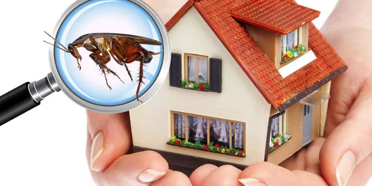 Pest Inspections in Melbourne: Ensure Your Property is Pest-Free