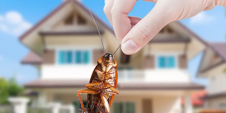 pest control for houses, the pest expert