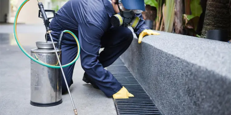The Pest Experts: Your Guide to Top-Rated Extermination Services, Pest Exterminators Nearby