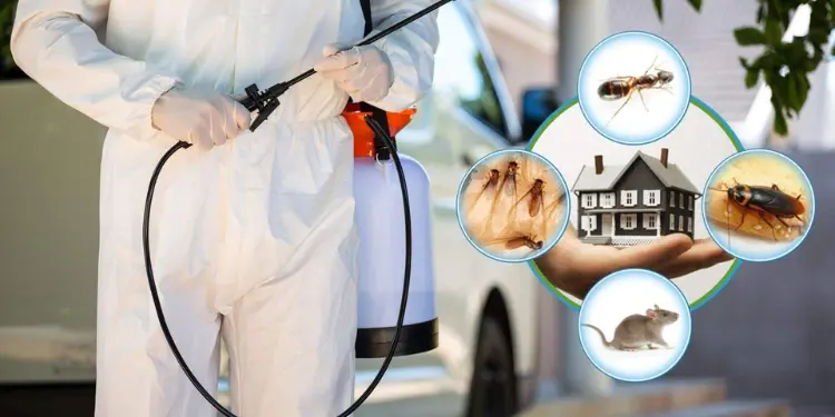 Top-Rated Pest Exterminators Nearby: Find Reliable Services in Your Area