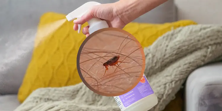 Best Home Flea Control Flea Sprays That Work